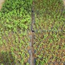 STEVIA NURSERY